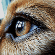 eye of dog
